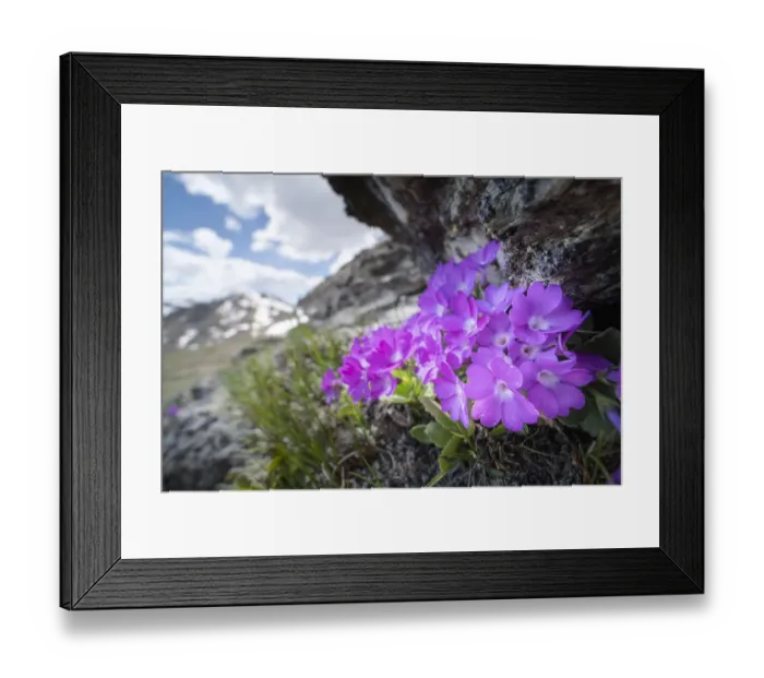 Framed Print : Mountain primrose (Primula villosa) in rock crevice at 2300m in elevation Framed Print : Mountain primrose (Primula villosa) in rock crevice at 2300m in elevation