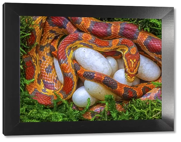 Corn snake (Pantherophis guttatus), female with recently laid eggs, captive