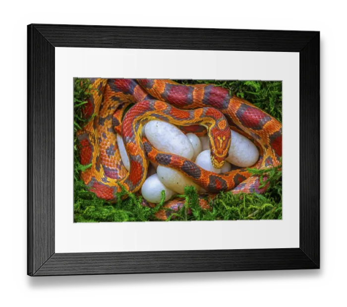 Framed Print : Corn snake (Pantherophis guttatus), female with recently laid eggs, captive Framed Print : Corn snake (Pantherophis guttatus), female with recently laid eggs, captive