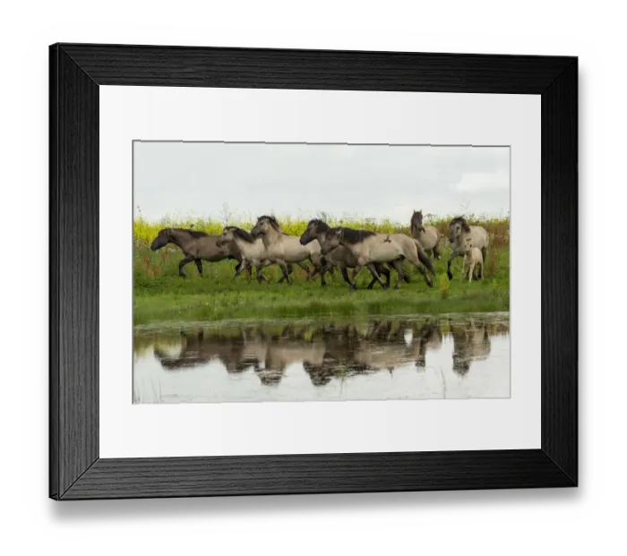 Framed Print : A herd of wild konik horses running, with refection in water Framed Print : A herd of wild konik horses running, with refection in water