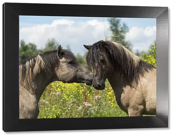 Two wild Konik horse stallions greeting one another, Oostvaardersplassen Nature Reserve