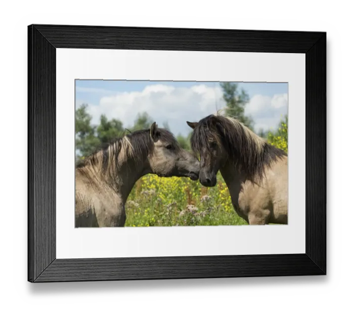 Framed Print : Two wild Konik horse stallions greeting one another, Oostvaardersplassen Nature Reserve