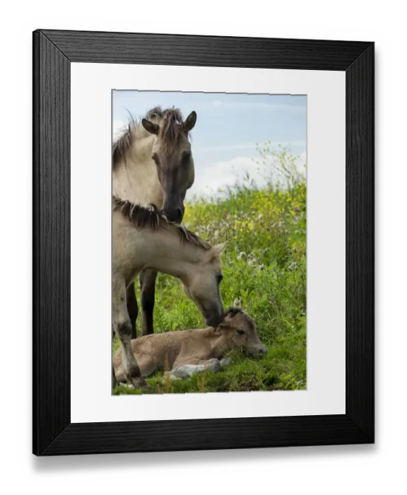 Framed Print : A wild konik horse mare sniffing her yearling foal as he sniffs her newborn foal Framed Print : A wild konik horse mare sniffing her yearling foal as he sniffs her newborn foal