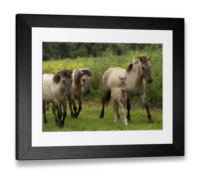 Framed Print : A band of wild konik horses walking with newborn foal, Oostvaardersplassen Nature Reserve Framed Print : A band of wild konik horses walking with newborn foal, Oostvaardersplassen Nature Reserve