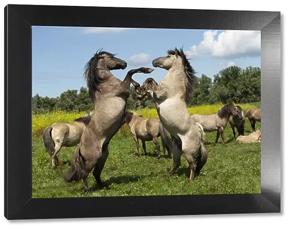 Two wild konik horse stallions fighting in front of herd