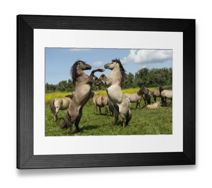 Framed Print : Two wild konik horse stallions fighting in front of herd Framed Print : Two wild konik horse stallions fighting in front of herd