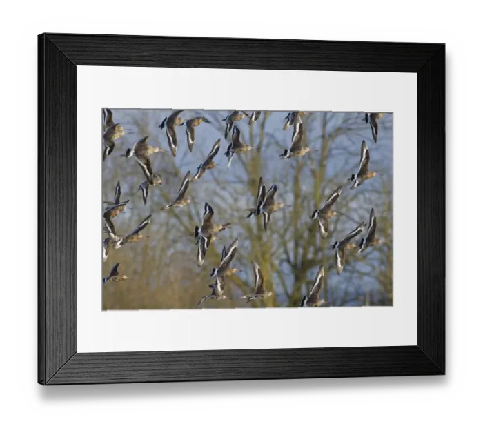 Framed Print : Black-tailed godwit (Limosa limosa) flock in flight past Willow trees fringing a shallow