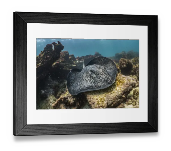 Framed Print : Marbled Stingray (Taeniurops meyeni), Galapagos Framed Print : Marbled Stingray (Taeniurops meyeni), Galapagos