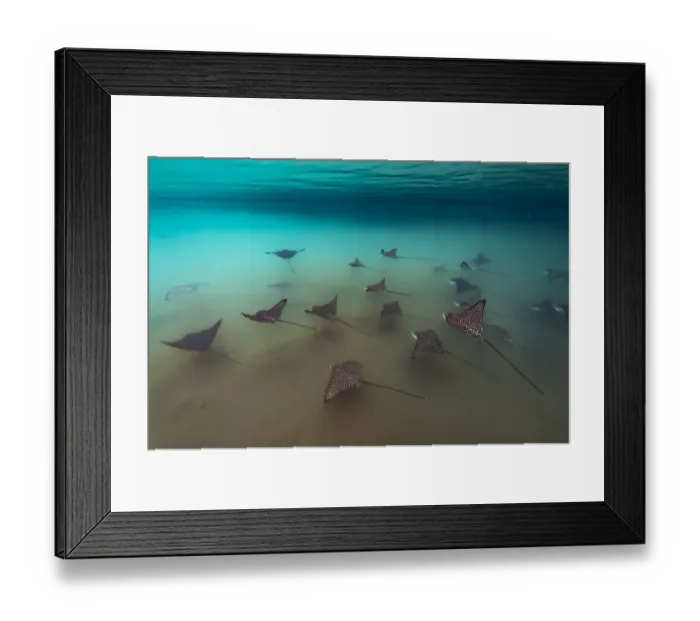 Framed Print : Spotted eagle rays (Aetobatus narinari), in mangrove inlet, Elizabeth Bay, Isabela Island Framed Print : Spotted eagle rays (Aetobatus narinari), in mangrove inlet, Elizabeth Bay, Isabela Island