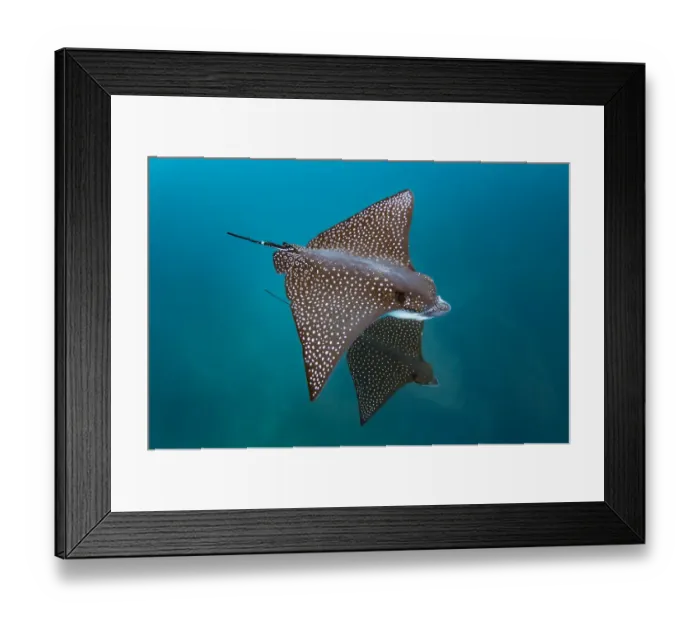 Framed Print : Spotted eagle ray (Aetobatus narinari), Kicker Rock, San Cristobal Island, Galapagos Framed Print : Spotted eagle ray (Aetobatus narinari), Kicker Rock, San Cristobal Island, Galapagos