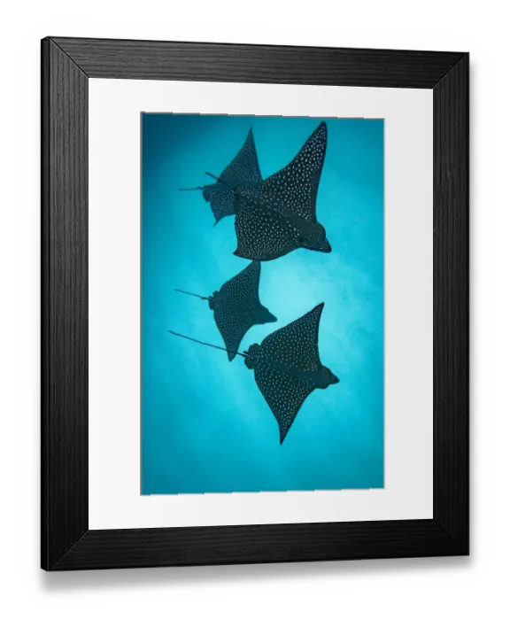 Framed Print : Spotted eagle rays (Aetobatus narinari) silhouetted, Kicker Rock, San Cristobal Island Framed Print : Spotted eagle rays (Aetobatus narinari) silhouetted, Kicker Rock, San Cristobal Island