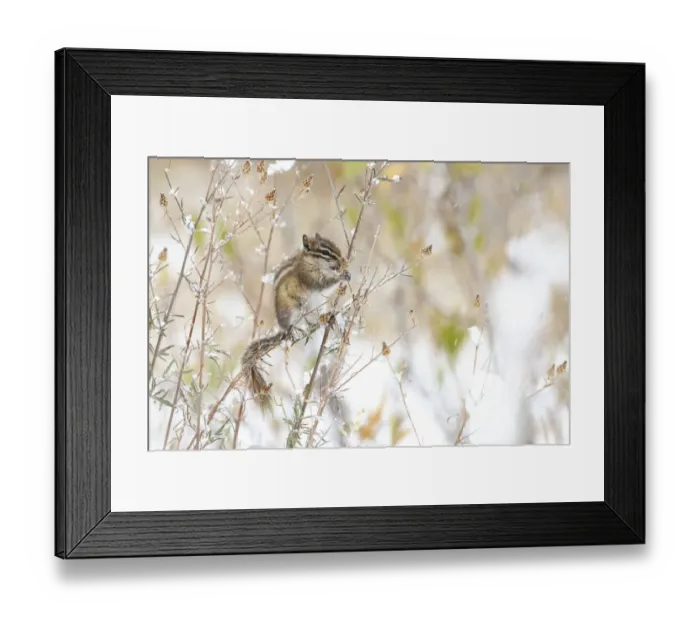 Framed Print : Least Chipmunk (Tamias minimus) feeding on seeds, Grand Teton National Park, Wyoming Framed Print : Least Chipmunk (Tamias minimus) feeding on seeds, Grand Teton National Park, Wyoming