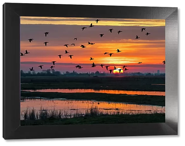 Flock of ducks silhouetted against sunset flying over field in winter in the Uitkerkse