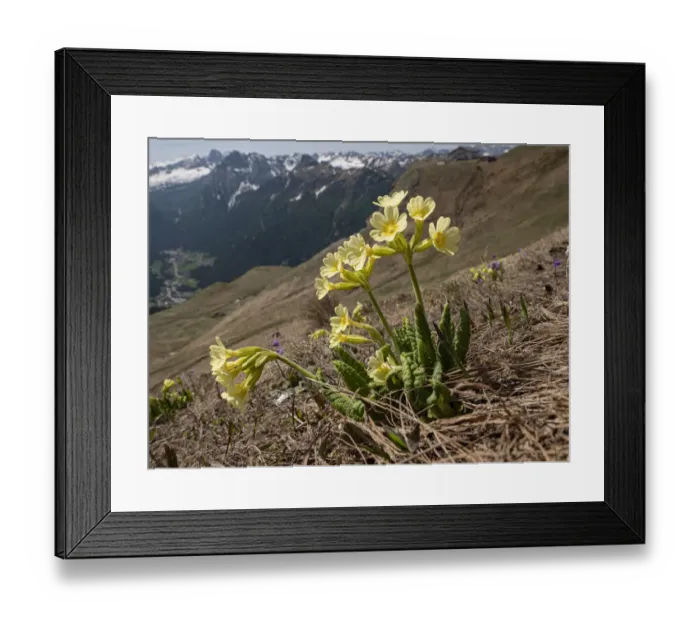 Framed Print : Oxlip (Primula elatior) in alpine pasture following snow melt, mountains in background Framed Print : Oxlip (Primula elatior) in alpine pasture following snow melt, mountains in background