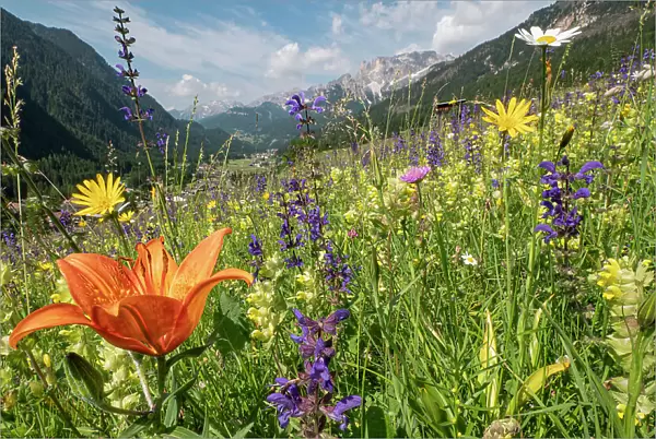 Species rich alpine meadow with Orange lily (Lilium bulbiferum), Meadow clary (Salvia pratensis) and Yellow rattle (Rhinathus sp). View towards Campitello di Fassa and mountains, Fassa Valley, Dolomites, Italy. June 2019