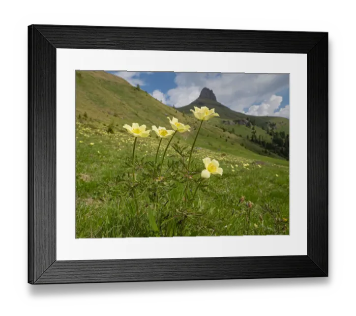 Framed Print : Sulphur pasqueflower (Pulsatilla alpina apiifolia) in alpine grassalnd in Dolomites Framed Print : Sulphur pasqueflower (Pulsatilla alpina apiifolia) in alpine grassalnd in Dolomites