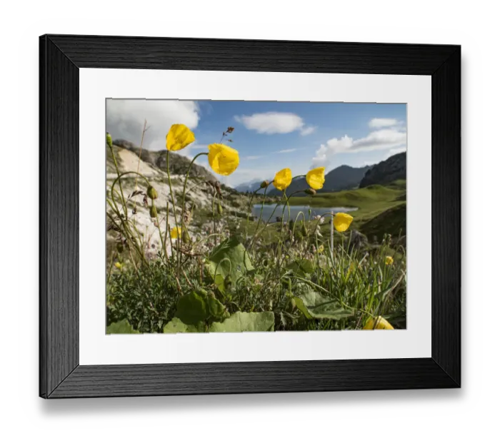 Framed Print : Rhaetian poppy (Papaver rhaeticum) above lake in Dolomites at 2200m Framed Print : Rhaetian poppy (Papaver rhaeticum) above lake in Dolomites at 2200m