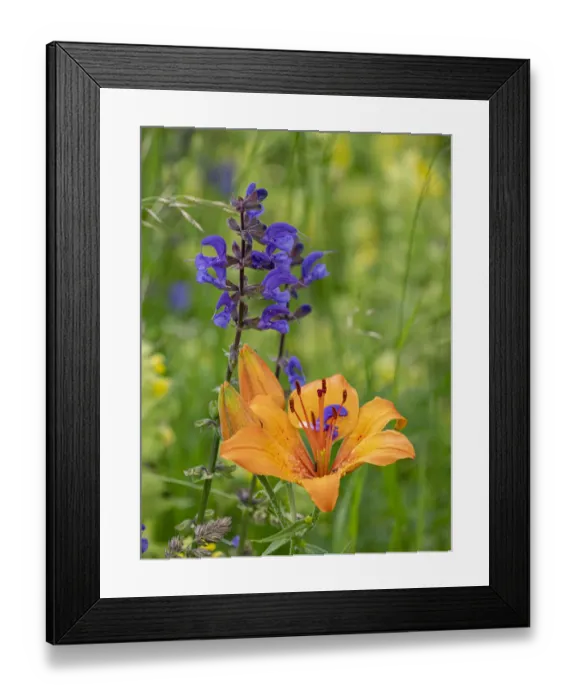 Framed Print : Orange lily (Lilium bulbiferum) and Meadow clary (Salvia pratensis