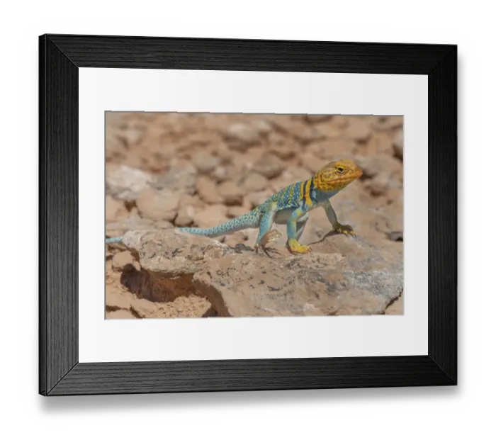 Framed Print : Common collared lizard (Crotaphytus collaris auriceps) male basking on rock Framed Print : Common collared lizard (Crotaphytus collaris auriceps) male basking on rock