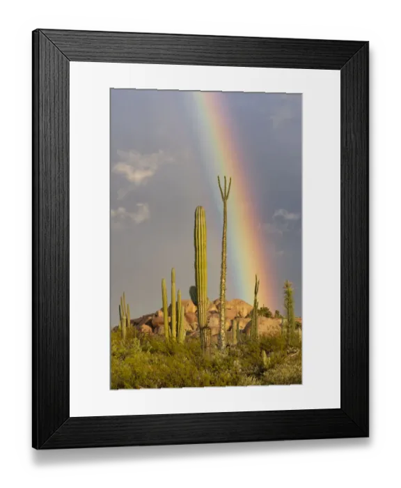 Framed Print : Mexican giant cardon cactus (Pachycereus pringlei) and Boojum tree (Fouquieria columnaris Framed Print : Mexican giant cardon cactus (Pachycereus pringlei) and Boojum tree (Fouquieria columnaris