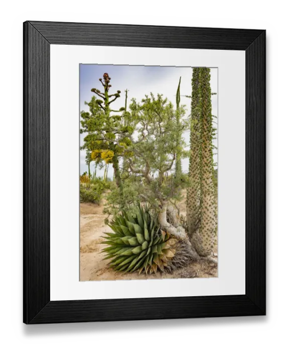 Framed Print : Coastal century (Agave shawii), Baja elephant tree (Pachycormus discolor Framed Print : Coastal century (Agave shawii), Baja elephant tree (Pachycormus discolor