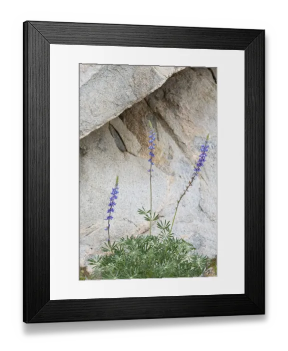 Framed Print : Hollowleaf annual lupine (Lupinus succulentus) flowering in front of rock Framed Print : Hollowleaf annual lupine (Lupinus succulentus) flowering in front of rock