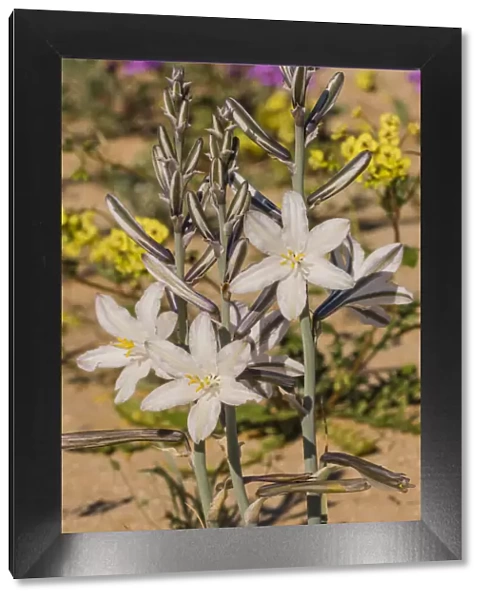 Desert lily (Hesperocallis undulata). Lower Colorado Desert, Northern Baja, Mexico