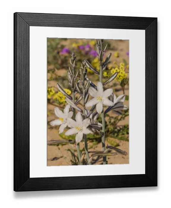 Framed Print : Desert lily (Hesperocallis undulata). Lower Colorado Desert, Northern Baja, Mexico Framed Print : Desert lily (Hesperocallis undulata). Lower Colorado Desert, Northern Baja, Mexico