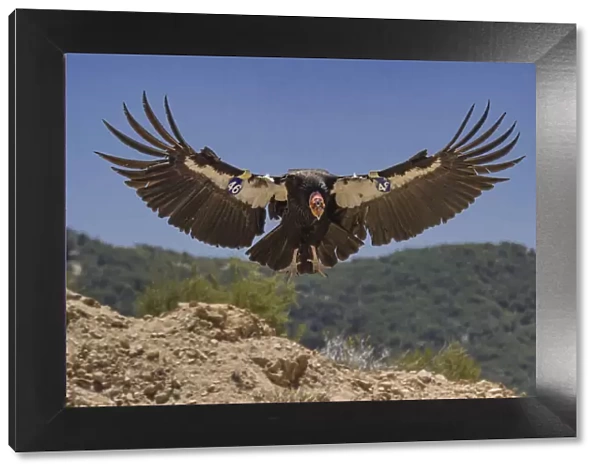 California condor (Gymnogyps californianus) landing, forest in background
