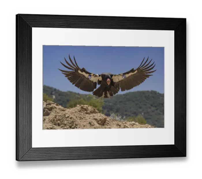 Framed Print : California condor (Gymnogyps californianus) landing, forest in background Framed Print : California condor (Gymnogyps californianus) landing, forest in background