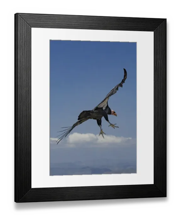 Framed Print : California condor (Gymnogyps californianus) in flight. Near San Pedro Martir National Framed Print : California condor (Gymnogyps californianus) in flight. Near San Pedro Martir National