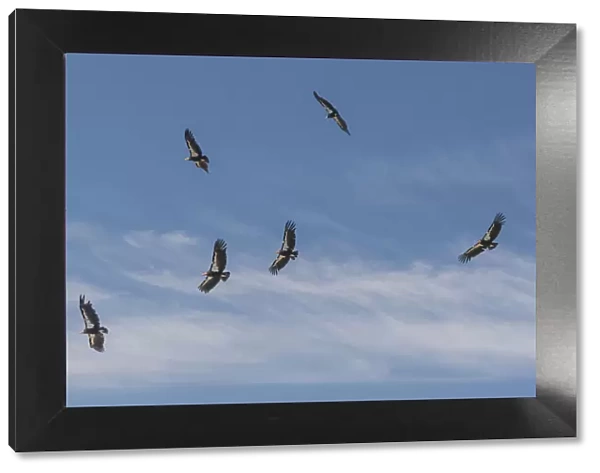 California condor (Gymnogyps californianus) group in flight