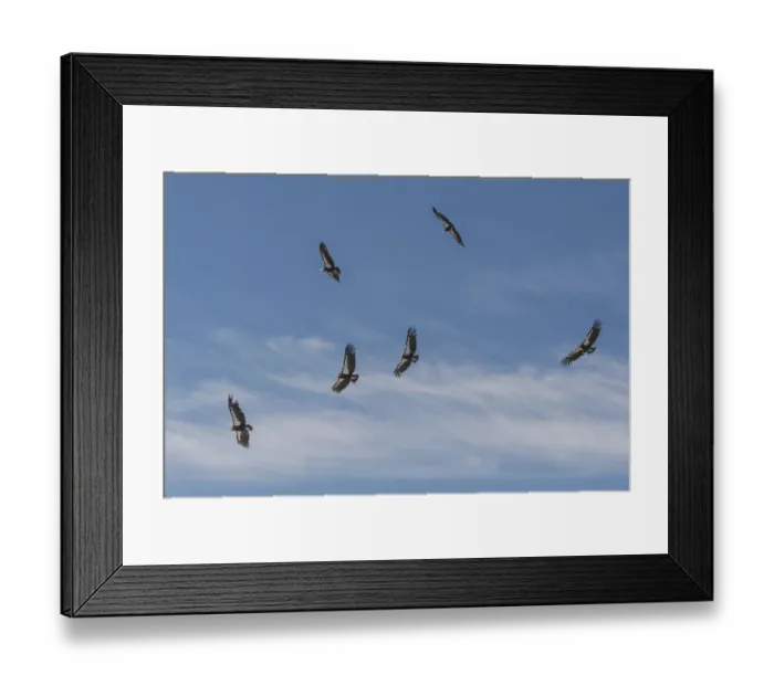 Framed Print : California condor (Gymnogyps californianus) group in flight Framed Print : California condor (Gymnogyps californianus) group in flight