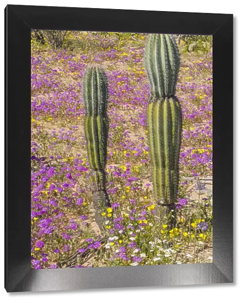 Mexican giant cardon (Pachycereus pringlei), two young cacti amongst flowering Desert