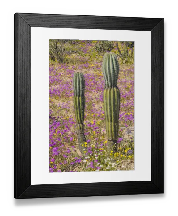 Framed Print : Mexican giant cardon (Pachycereus pringlei), two young cacti amongst flowering Desert Framed Print : Mexican giant cardon (Pachycereus pringlei), two young cacti amongst flowering Desert