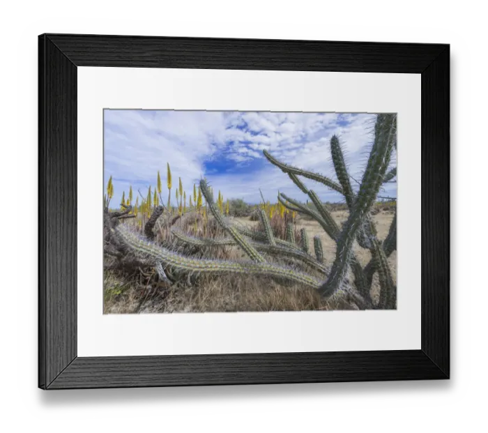 Framed Print : Sour pitaya (Stenocereus gummosus) with Aloe (Aloe sp) flower spikes in background Framed Print : Sour pitaya (Stenocereus gummosus) with Aloe (Aloe sp) flower spikes in background