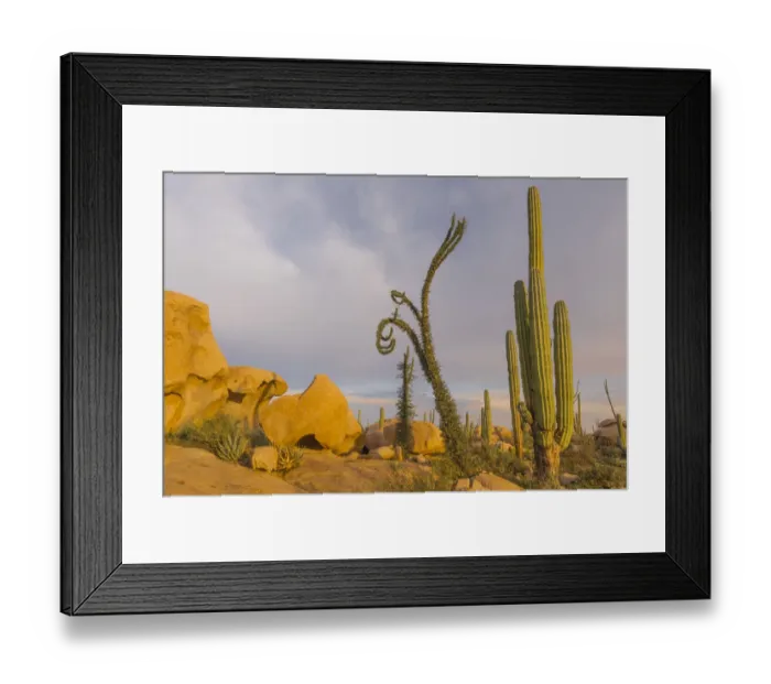 Framed Print : Boojum tree (Fouquieria columnaris) and Mexican giant cardon (Pachycereus pringlei Framed Print : Boojum tree (Fouquieria columnaris) and Mexican giant cardon (Pachycereus pringlei