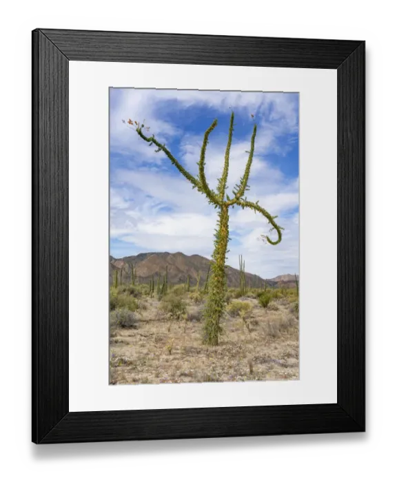 Framed Print : Boojum tree (Fouquieria columnaris) in Sonoran Desert. Near Bahia de Los Angeles Framed Print : Boojum tree (Fouquieria columnaris) in Sonoran Desert. Near Bahia de Los Angeles