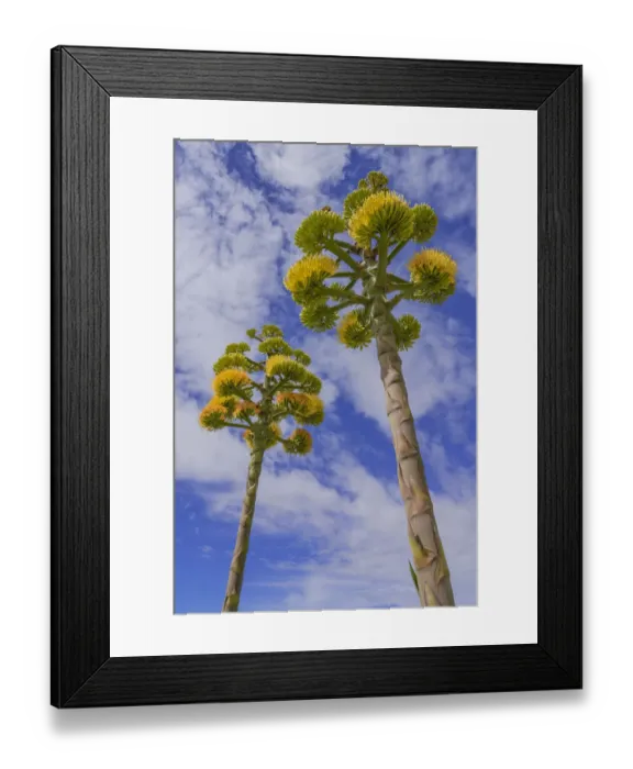 Framed Print : Coastal agave (Agave shawii), two flower spikes against sky, view from below Framed Print : Coastal agave (Agave shawii), two flower spikes against sky, view from below