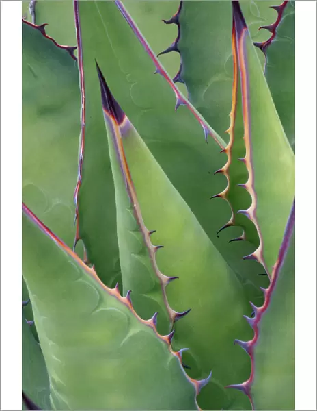 Coastal agave (Agave shawii) leaves. Near Bahia de Los Angeles, Baja California, Mexico