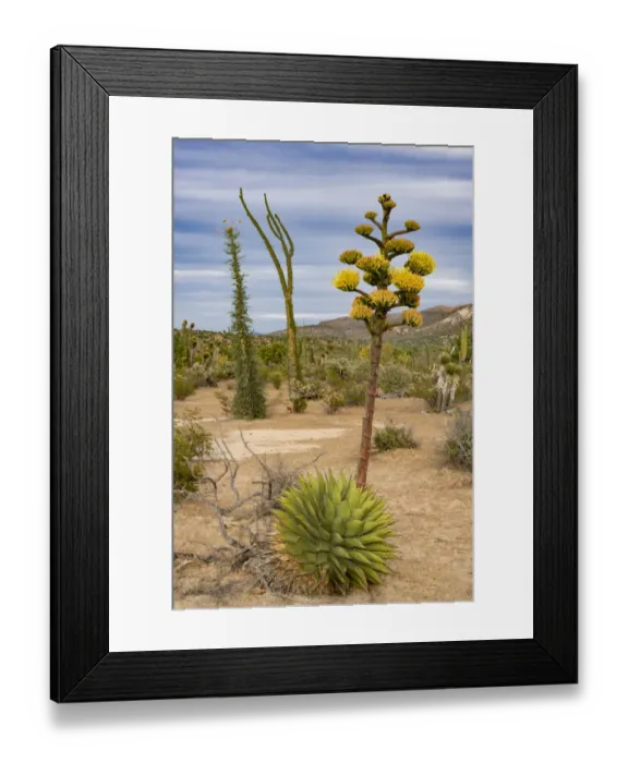 Framed Print : Coastal agave (Agave shawii) flowering in Sonoran Desert Framed Print : Coastal agave (Agave shawii) flowering in Sonoran Desert