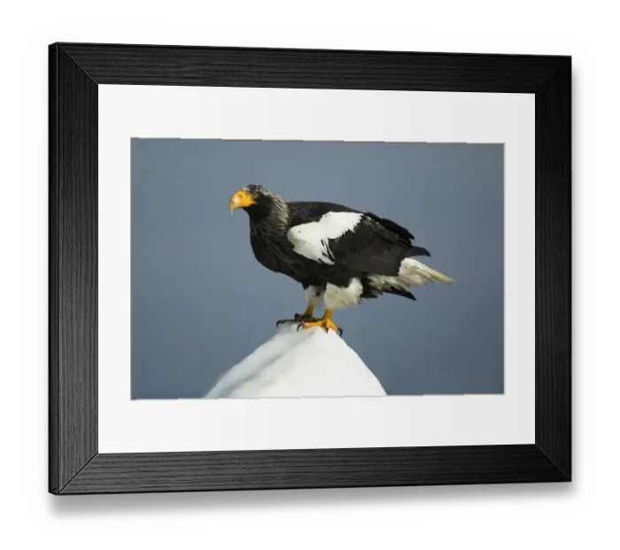 Framed Print : Stellers sea eagle, (Haliaeetus pelagicus), on sea pack ice, Okhotsk Sea, Rausu Framed Print : Stellers sea eagle, (Haliaeetus pelagicus), on sea pack ice, Okhotsk Sea, Rausu
