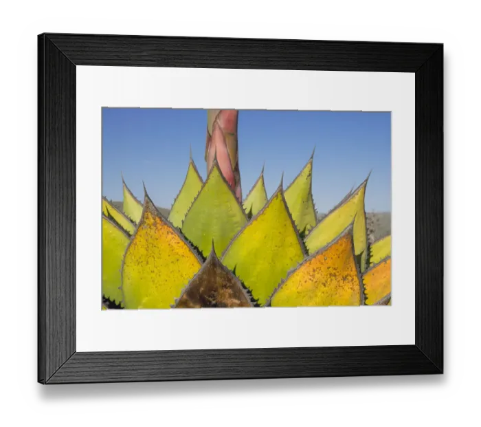 Framed Print : Coastal agave (Agave shawii) leaves dying after flower has bloomed Framed Print : Coastal agave (Agave shawii) leaves dying after flower has bloomed