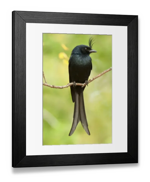 Framed Print : Crested drongo, (Dicrurus forficatus), Berenty National Park, Madagascar Framed Print : Crested drongo, (Dicrurus forficatus), Berenty National Park, Madagascar