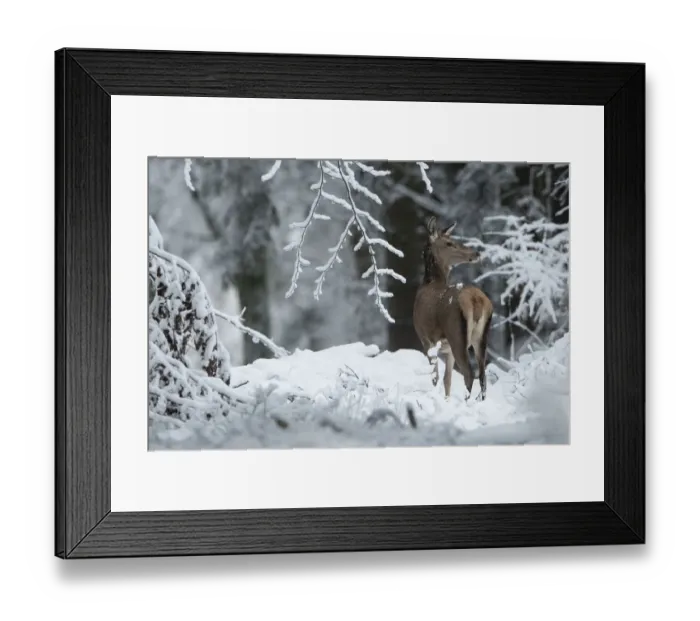 Framed Print : Red deer (Cervus elaphus) doe in winter snow, Vosges, France, January