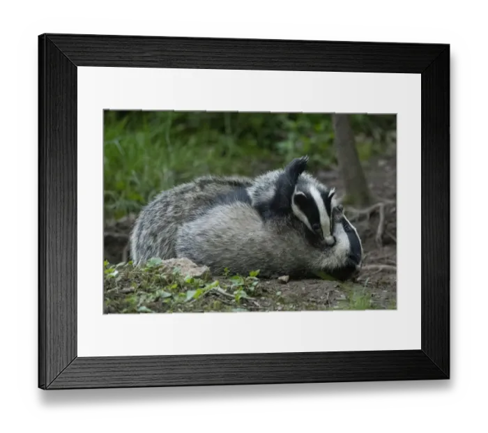 Framed Print : Badger (Meles meles) outside sett, play fighting, Vosges, France, May Framed Print : Badger (Meles meles) outside sett, play fighting, Vosges, France, May