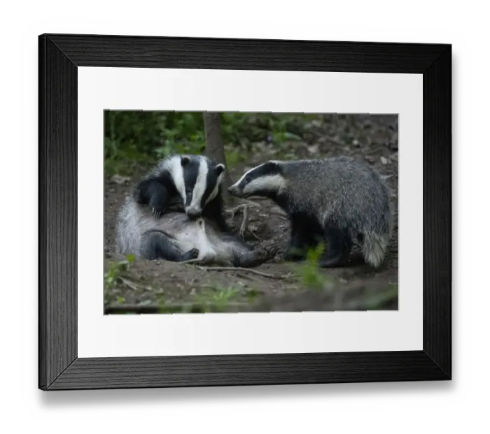 Framed Print : Badger (Meles meles) two outside sett interacting, Vosges, France, May Framed Print : Badger (Meles meles) two outside sett interacting, Vosges, France, May