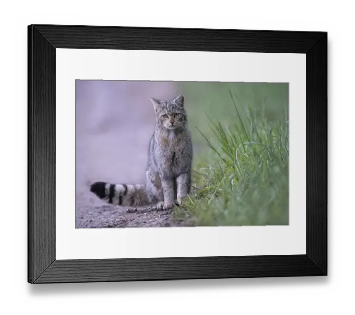 Framed Print : Wild cat (Felis silvestris) Vosges, France Framed Print : Wild cat (Felis silvestris) Vosges, France