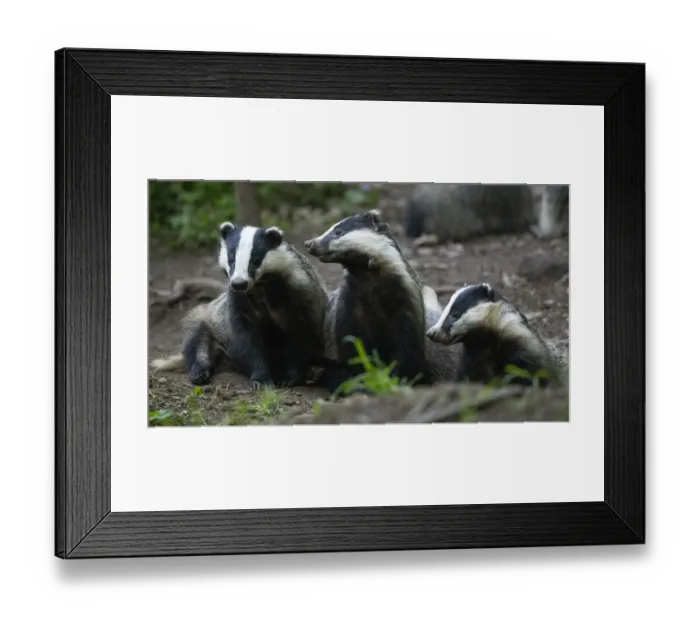 Framed Print : Badgers (Meles meles) at sett entrance, interacting, Vosges, France, May Framed Print : Badgers (Meles meles) at sett entrance, interacting, Vosges, France, May