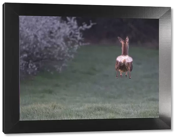 Roe deer (Capreolus capreolus) doe, leaping whilst running away, rear view, Vosges